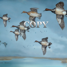 canvasback, ducks, flying, flock, painting, watercolor, picture, art, clark bronson