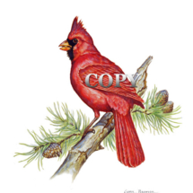 cardinal, pine tree, crested red song bird, america, watercolor, picture, painting, art, illustration, clark bronson