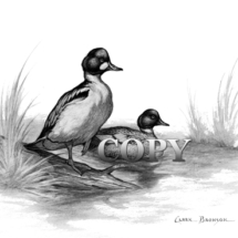 common goldeneye, waterfowl, duck, lakes, rivers, fast flight, art, black-and-white, illustration, picture, painting, clark bronson