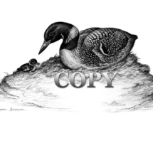 common loon, nest water bird, river banks, marshy bays, lake shores, diving duck, eat fish, crabs, aquatic insects, art, american continent, pencil drawing sketch art, picture, painting, clark bronson