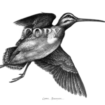 common snipe, flying, bird, marshes, bogs, river banks, rapid zigzag flight, northern america, art, pencil sketch, drawing, illustration, clark bronson