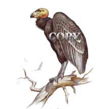 condor, rare bird, largest bird of prey, Los Padres National Forest, carrion, art, scavenger, watercolor, picture, painting, illustration, clark bronson