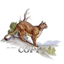 cougar, wildcat, mountain lion, puma, cat family, scavenger, varmint, watercolor, painting, picture, art, illustration, clark bronson, felis concolor