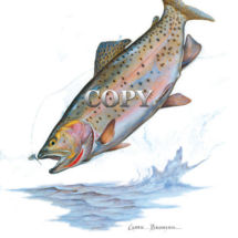 Cutthroat, jumping, salmonidae, North America, fish, trout, watercolor, painting, picture, art, illustration, clark bronson
