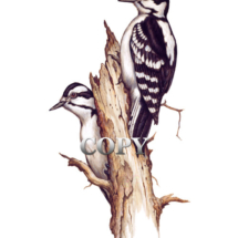 downy woodpecker, small, friendly, bird, eats insects, berries, seeds, art, watercolor, illustration, picture, painting, clark bronson
