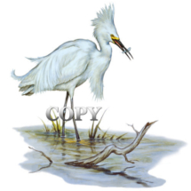 Egret Snowy, water bird, heron family, marsh bird, alabaster, plumes, feathers