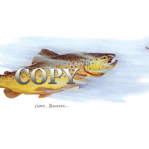 fish, brown trout, underwater, watercolor, picture, painting, art, illustration, clark bronson, north america