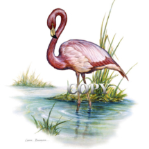 flamingo, american, art, wading bird, watercolor, painting, picture, illustration, clark bronson