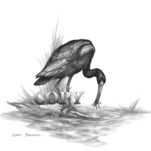 glossy Ibis eating frog marsh
