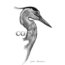 Great Blue Heron Water Bird