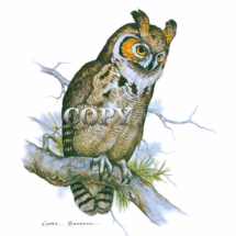 great horned, owl, night hunter, rodents, rabbits, grouse, art, watercolor, picture, painting, illustration, clark bronson