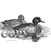 Green-winged Teal Waterfowl Duck copy
