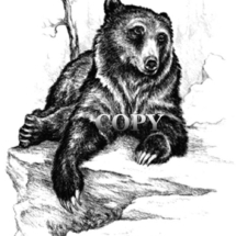 grizzly, brown, kodiak, bear, lying on ledge, pencil drawing, scene, sketch, picture, illustration, clark bronson