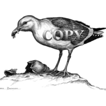 herring gull, sea gull, water bird, scavenger, coasts, harbors, garbage dumps, mollusks, art, pencil drawing, sketch, clark bronson