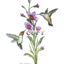 humming bird, small, exquisite plumage, migration 2000 miles, flower nectar, watercolor, painting, picture, art, illustration, clark bronson 