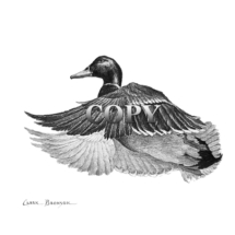 Mallard Drake Duck Waterfowl