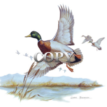 mallard duck, pond, winter scene, watercolor, painting, picture, art, illustration, clark bronson