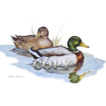 mallard drake and hen, swimming, watercolor, painting, picture, art, illustration, clark bronson 