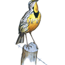 meadowlark, yellow breast, watercolor, song bird, picture, painting, art, illustration, meadows, clark bronson 