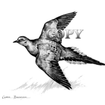 commonest native dove, mourning dove, flying, game bird, pencil drawing, sketch, picture, art, drawing, clark bronson