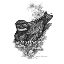 night hawk, bird, nesting, pencil sketch, picture, painting, drawing, art, clark bronson