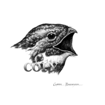 night hawk, head, bird of prey, pencil drawing, art, sketch, picture, clark bronson