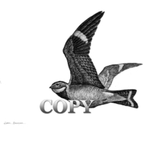 night hawk, flying, insect and bug catcher, pencil drawing, sketch, art, picture, painting, bird, illustration, clark bronson