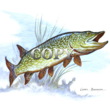northern pike, fish, north america, watercolor, painting, picture, art, illustration, clark bronson