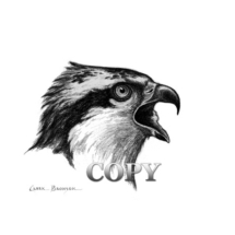 fish hawk, head, osprey, bird of prey, pencil drawing, sketch, illustration, art, clark bronson