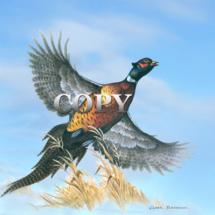 rooster, pheasant, colorful, beautiful, game bird, picture, art, illustration, painting, clark bronson