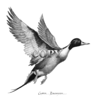 pintail, drake , flying, waterfowl, duck, north american, pencil sketch, drawing, picture, painting, art, clark bronson