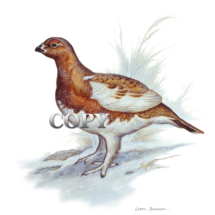 ptarmigan, northern grouse, arctic, watercolor, painting, picture, art, Alaska, winter scene, illustration, clark bronson