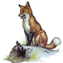 red fox, sitting, log, northern hemisphere, cunning, watercolor, art, painting, picture, illustration, clark bronson