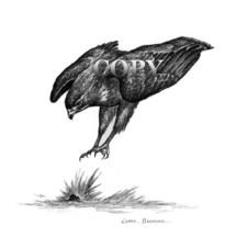 red-tailed hawk diving, predator, bird of prey, north american bird, pencil drawing, sketch, art, picture, painting, clark bronson, illustration