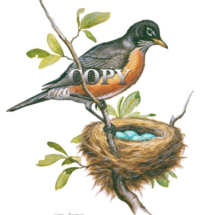 robin, nest, eggs, song bird, watercolor, art, painting, picture, illustration, clark bronson