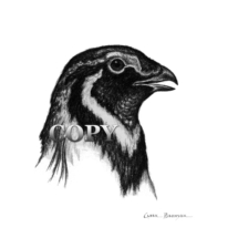 sage grouse, game bird, pencil drawing, sketch, art, illustration, clark bronson