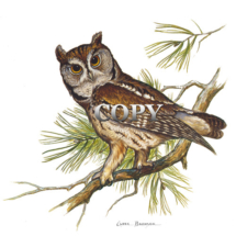saw-whet owl, small, mostly central and eastern US states, watercolor, painting, picture, illustration, art, clark bronson 