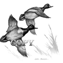 scaup, duck, drake, hen, flying, pencil sketch, drawing, art, illustration, clark bronson
