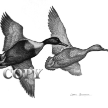 shoveler, ducks, drake, hen, flying, pencil sketch, drawing, art, illustration, clark bronson