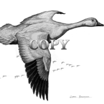 snow goose, flying, water bird, oencil drawing, sketch, art, illustration, clark bronson