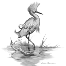 snowy egret, standing in marsh, pencil sketch, drawing, art, illustration, picture, painting, clark bronson
