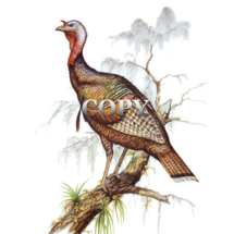 eastern, wild, turkey, in tree, wild, tom, large game bird, watercolor, painting, picture, art, illustration, clark bronson