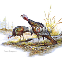 eastern, wild, turkeys, game birds, tom, hen, art, watercolor, painting, picture, illustration, clark bronson 