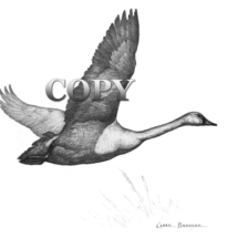 whistling swan, flying, waterfowl, olor columbianus, northern regions of US and Canada, Arctic Sea, clark bronson