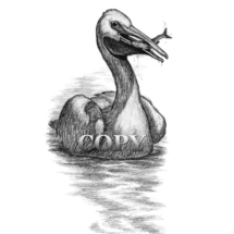 white pelican, water bird, pencil drawing, picture, illustration, sketch, art