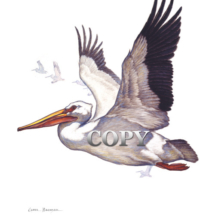 white pelican, large, water bird, high-flying dives, art, watercolor, painting, picture, clark bronson 