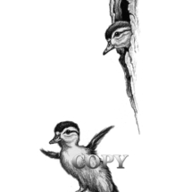 wood duck, waterfowl bird, woodie, vivdly colored, north american, tree duck, art, pencil sketch, drawing, illustration, clark bronson, picture
