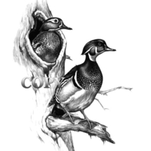 wood duck drake, hen, waterfowl, duck, aix sponsa, woodsman, water and trees, hollow trees, pencil sketch, art, drawing, picture, painting, illustration, clark bronson, colorful, water bird