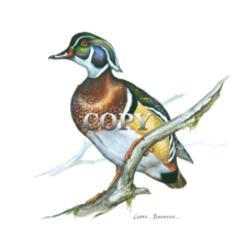 wood duck, on tree, drake, colorful duck, nests in trees, woodsman, picture, illustration, art, painting, clark bronson